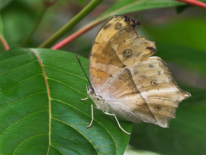 Butterfly Foto tapety (1) #10