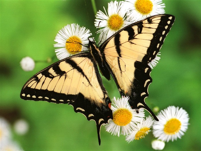 Fondo de pantalla de fotos de mariposas (1) #11