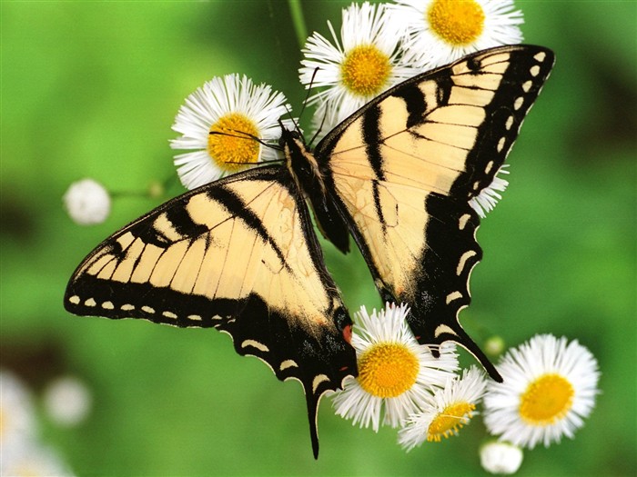 Butterfly Photo Wallpaper (1) #11