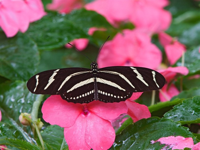 Butterfly Photo Wallpaper (1) #12