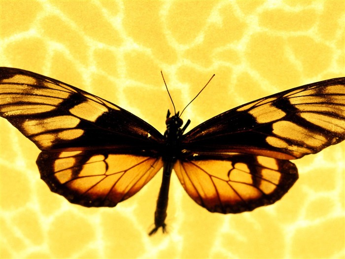 Butterfly Foto tapety (1) #13
