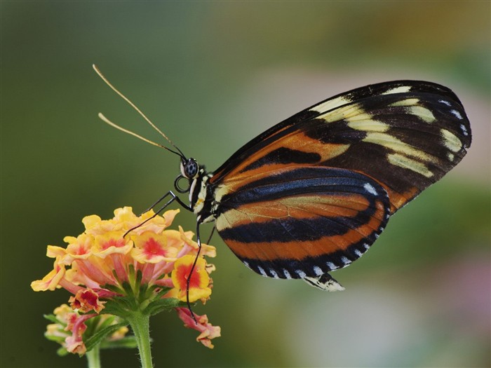 Fondo de pantalla de fotos de mariposas (1) #14