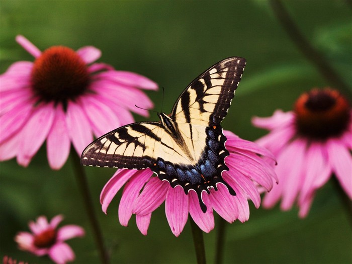 Fondo de pantalla de fotos de mariposas (1) #15