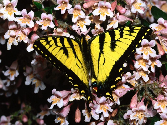 Fondo de pantalla de fotos de mariposas (1) #16