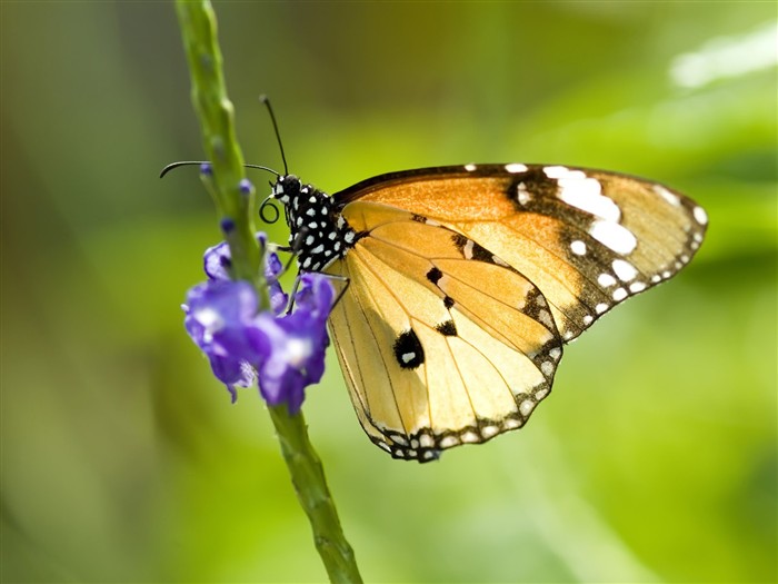 Fondo de pantalla de fotos de mariposas (1) #17