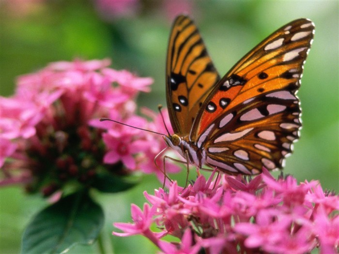 Fondo de pantalla de fotos de mariposas (1) #18