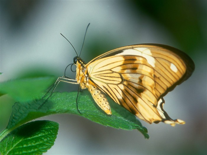 Fondo de pantalla de fotos de mariposas (1) #19