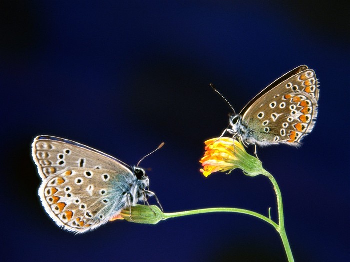 Fondo de pantalla de fotos de mariposas (1) #20