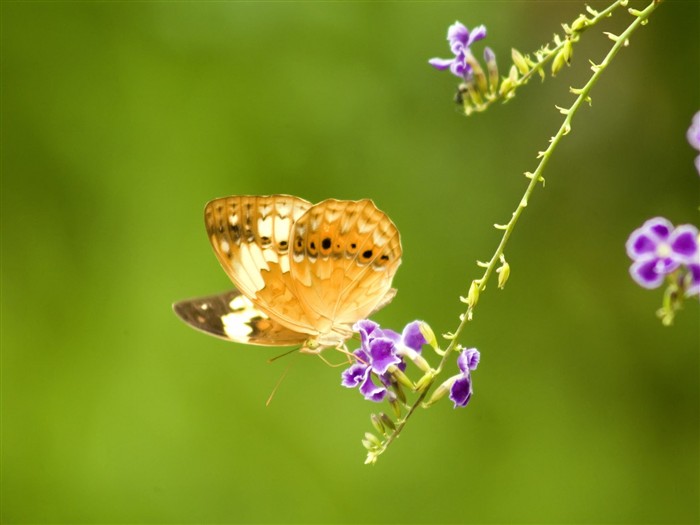 Fond d'écran Photo papillon (3) #8