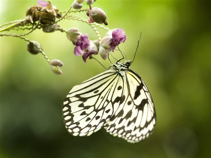 Butterfly Photo Wallpaper (3) #10