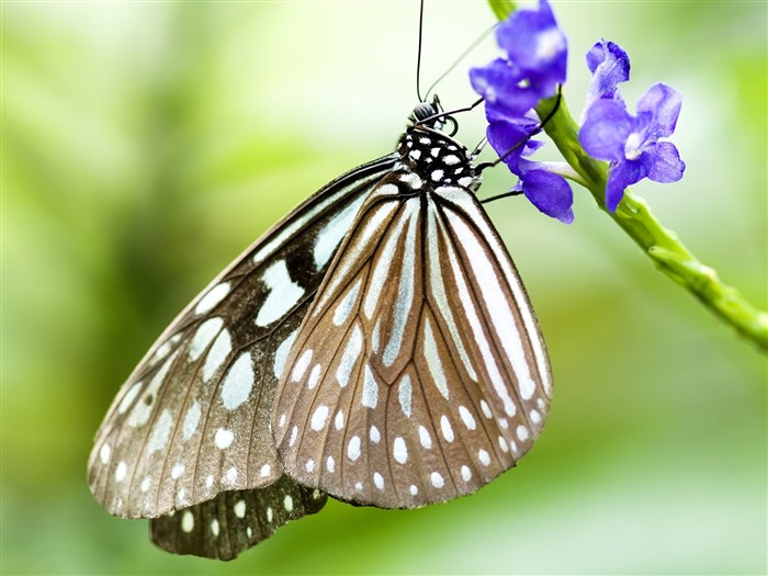 Fondo de pantalla de fotos de mariposas (3) #13