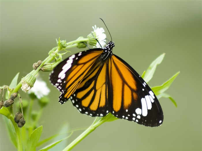 Fondo de pantalla de fotos de mariposas (3) #14