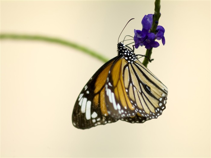 Fondo de pantalla de fotos de mariposas (3) #17