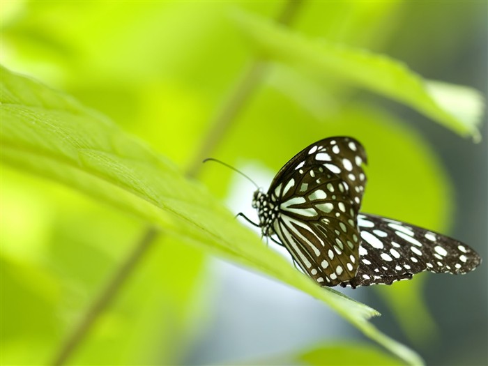 Butterfly Foto tapety (3) #19