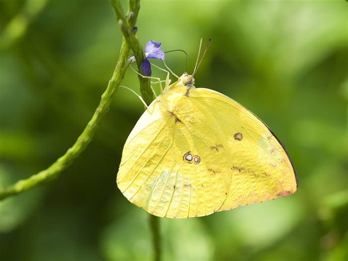 Butterfly Foto tapety (3) #22