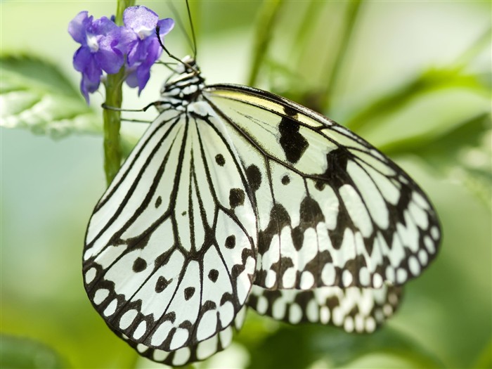 Butterfly Photo Wallpaper (3) #24