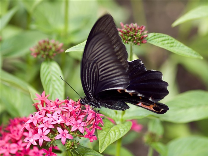 Fondo de pantalla de fotos de mariposas (3) #25