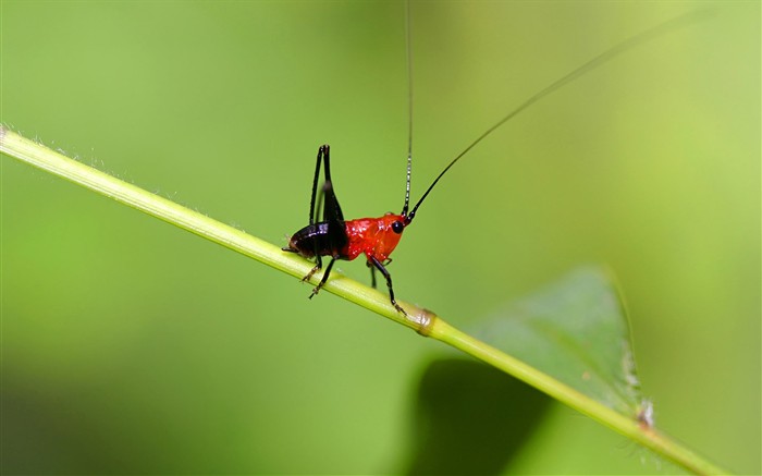 Papel tapiz de insectos #