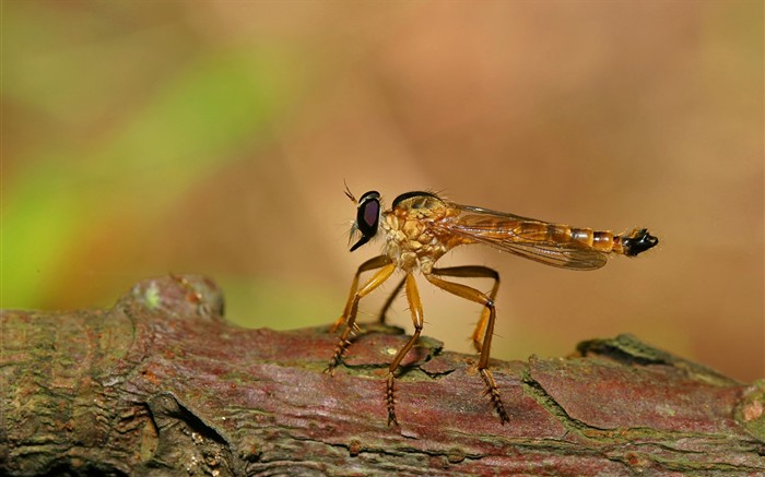 Papier peint des insectes #