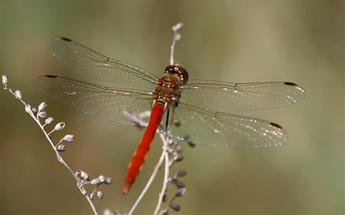 Papier peint des insectes #