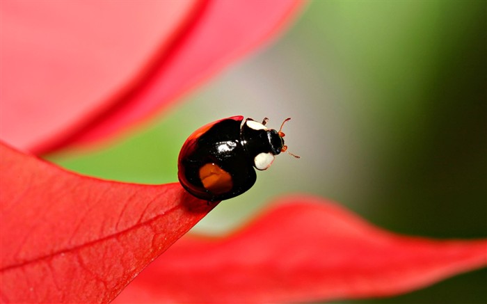 Papier peint des insectes #