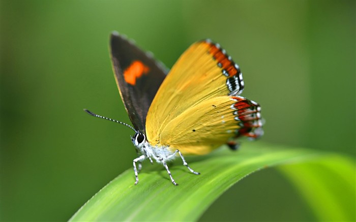 벌레는 배경 화면 기능 #