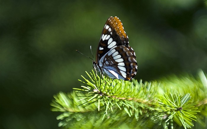 Papier peint des insectes #