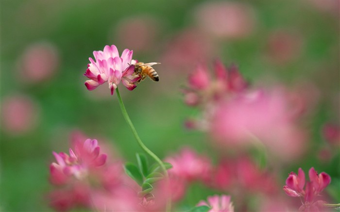 昆虫特写13,蜜蜂