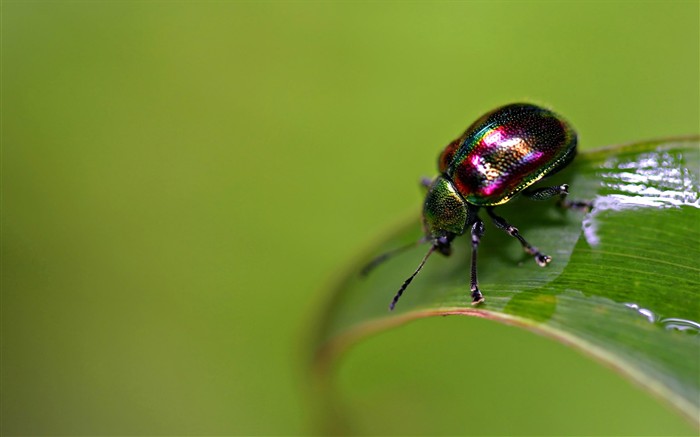 Papel tapiz de insectos #