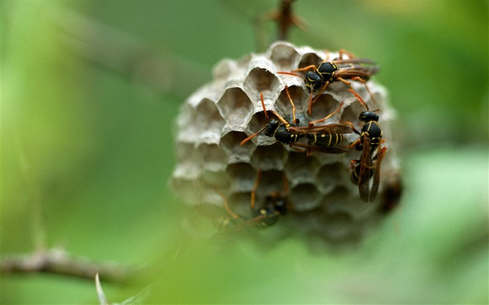 Papier peint des insectes #