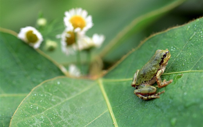 Papier peint des insectes #