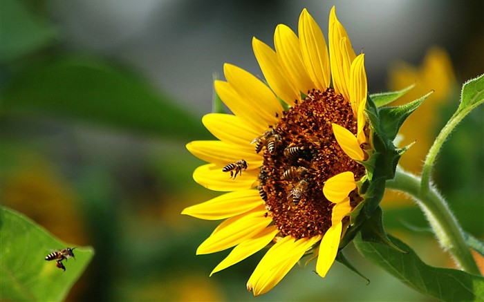 Amor Abeja Flor fondo de pantalla (1) #1