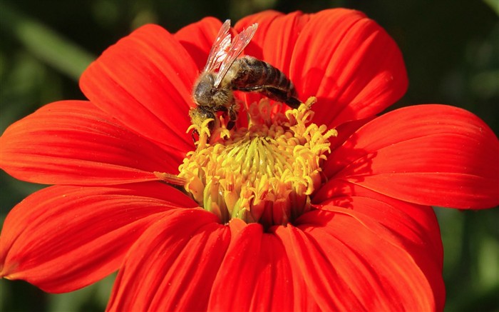 Amor Abeja Flor fondo de pantalla (1) #3