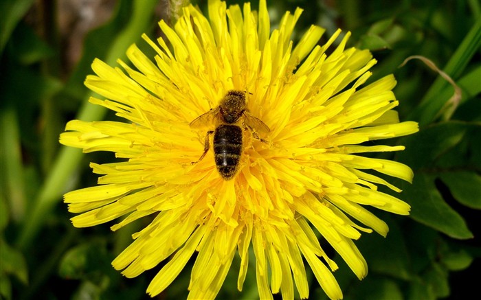 Láska Bee květin tapety (1) #5