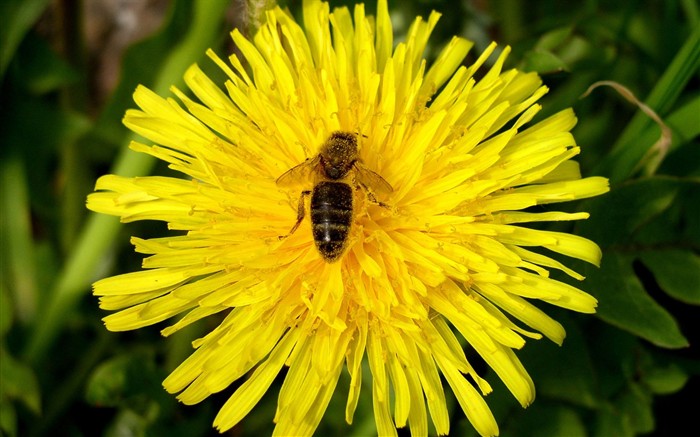 Amor Abeja Flor fondo de pantalla (1) #5