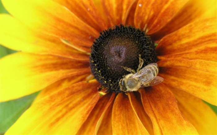 Amor Abeja Flor fondo de pantalla (1) #7