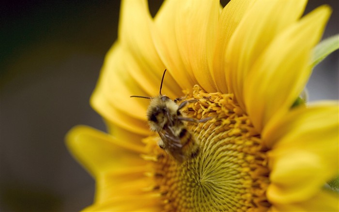 Láska Bee květin tapety (1) #8