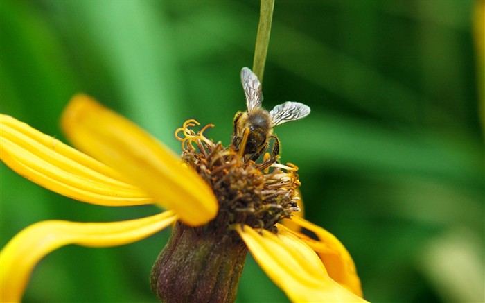 Láska Bee květin tapety (1) #11