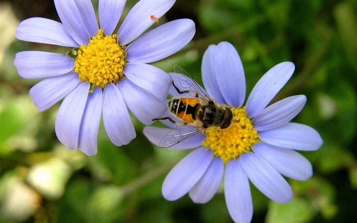 Amor Abeja Flor fondo de pantalla (1) #12