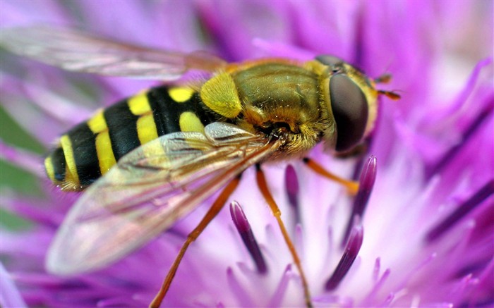 Amor Abeja Flor fondo de pantalla (1) #14