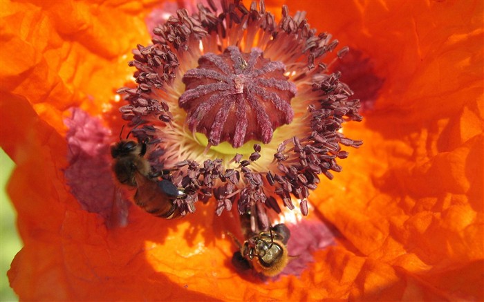 Láska Bee květin tapety (1) #15