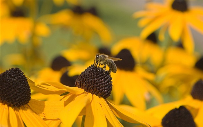 Amor Abeja Flor fondo de pantalla (2) #8