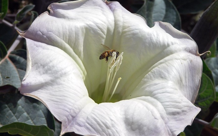 Amor Abeja Flor fondo de pantalla (2) #10