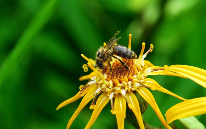 Amor Abeja Flor fondo de pantalla (2) #14