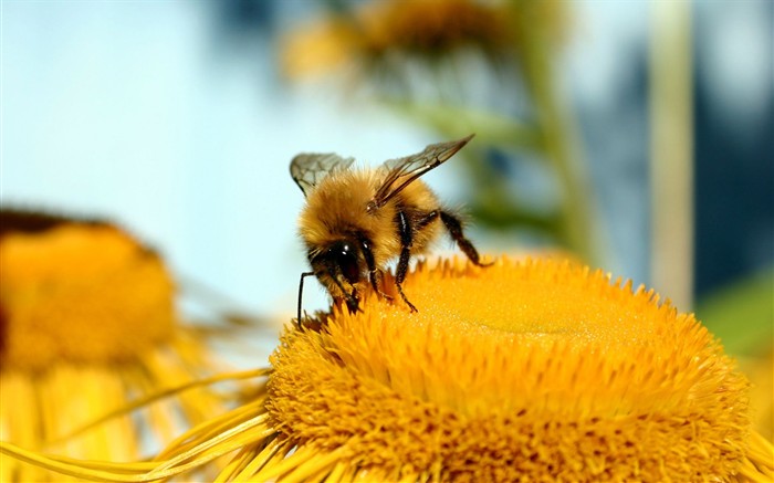 Amor Abeja Flor fondo de pantalla (2) #15