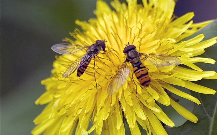 Amor Abeja Flor fondo de pantalla (2) #16