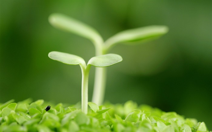 新芽嫩叶高清植物壁纸1