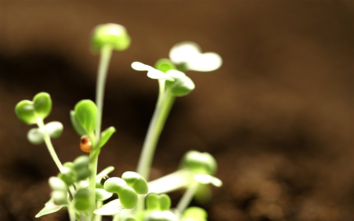 las plantas brotan las hojas fondos de escritorio de alta definición #2