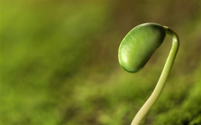 新芽嫩叶高清植物壁纸6