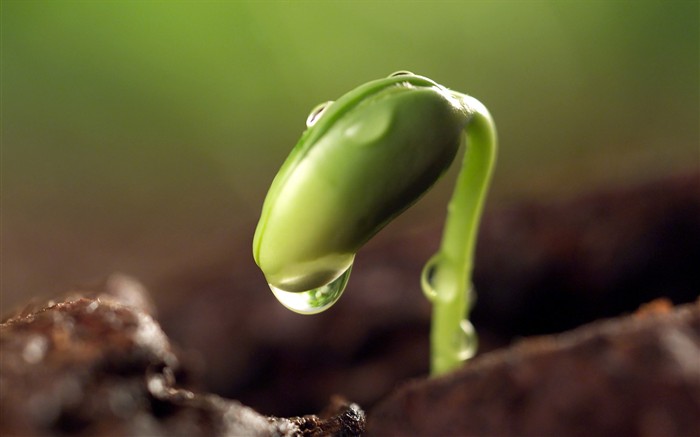 新芽嫩叶高清植物壁纸7